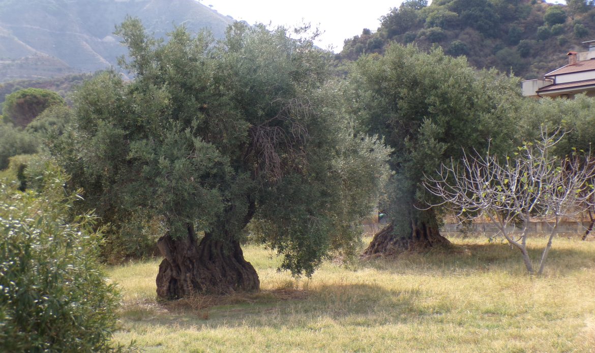 Galleria delle proprietà